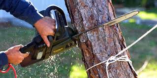 Best Tree Trimming and Pruning  in Marshalltown, IA