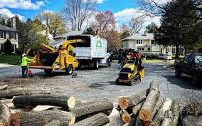 Best Emergency Tree Removal  in Marshalltown, IA