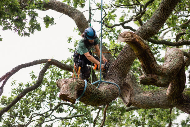 Best Tree Removal  in Marshalltown, IA