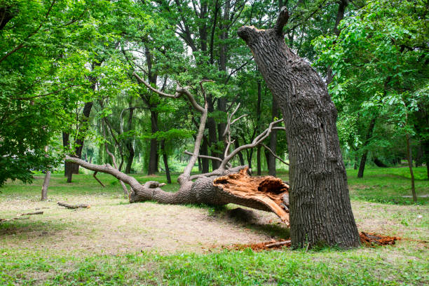 Best Leaf Removal  in Marshalltown, IA