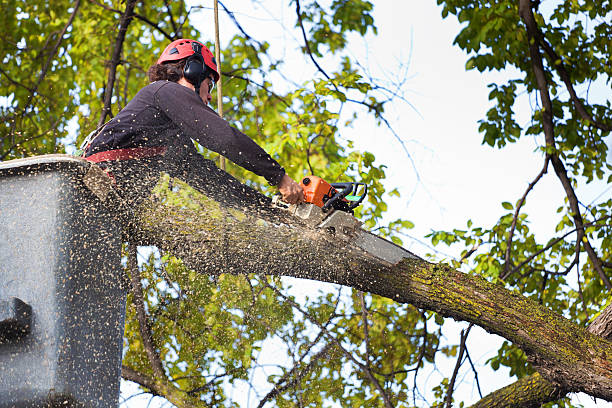 How Our Tree Care Process Works  in  Marshalltown, IA