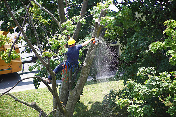 Best Tree Planting  in Marshalltown, IA