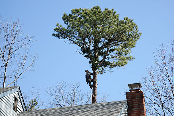 Best Tree Preservation Services  in Marshalltown, IA