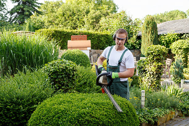 Best Lawn Pest Prevention  in Marshalltown, IA