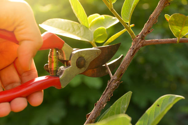 Best Fruit Tree Pruning  in Marshalltown, IA