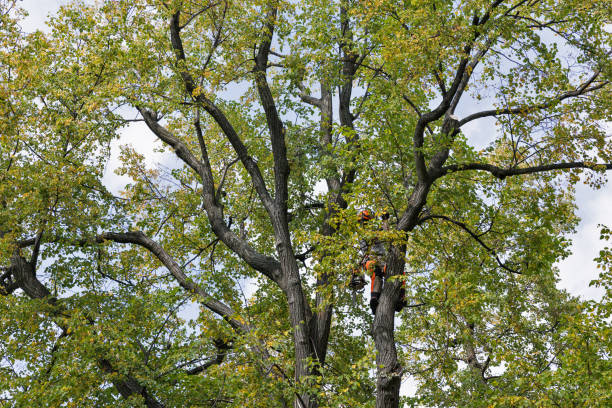 Best Tree Maintenance Programs  in Marshalltown, IA